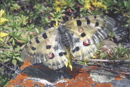 Parnassius apollo merzbacheri – Merzbacher’s Apollo butterfly